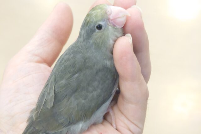 最新画像になります☆　いつもと雰囲気が違う🫧ほわっとターコイズ感💎マメルリハ(ターコイズブラックモーブ) ヒナ