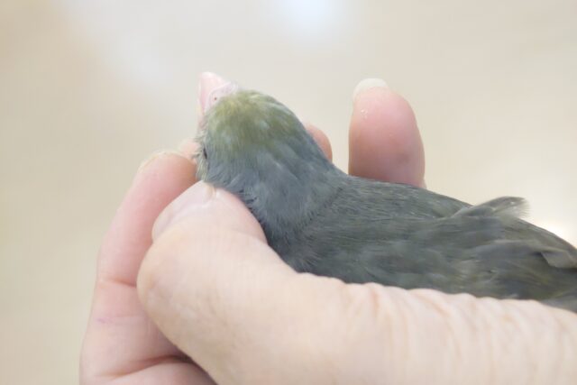 マメルリハ