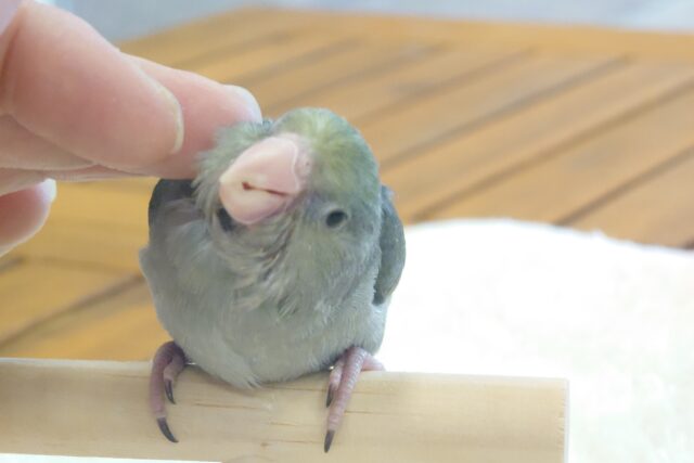 マメルリハ