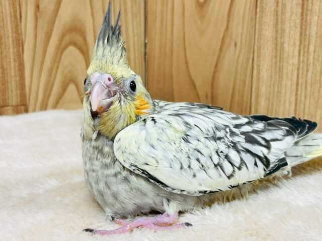オカメインコ