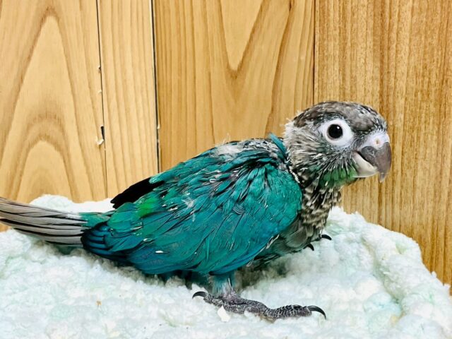 ホオミドリウロコインコ