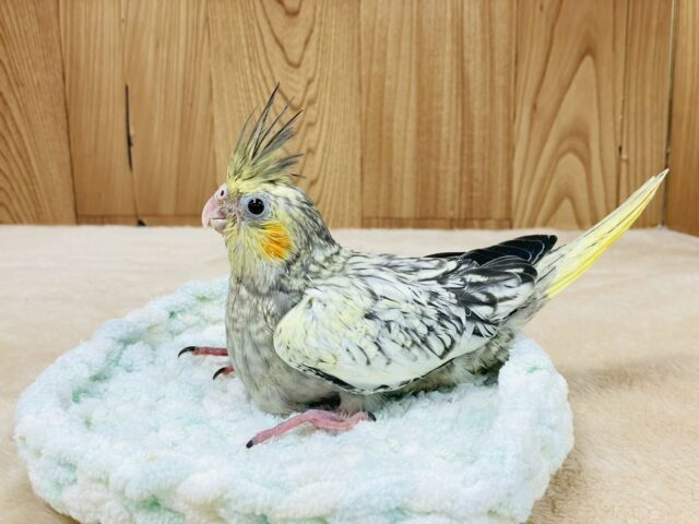 オカメインコ