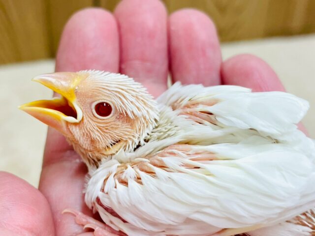 アルビノ文鳥