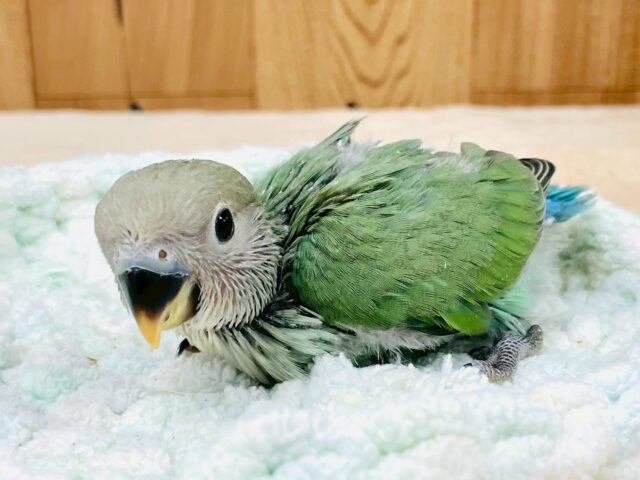 コザクラインコ（小桜インコ）