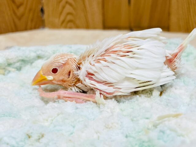 アルビノ文鳥