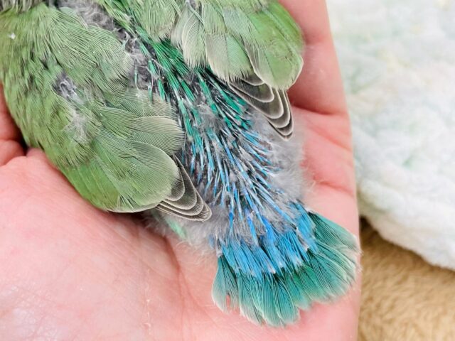 コザクラインコ（小桜インコ）