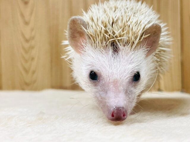 ハリネズミ（ヨツユビハリネズミ）