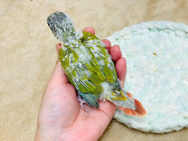 ホオミドリウロコインコ