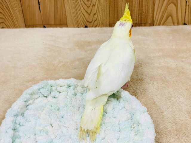 オカメインコ