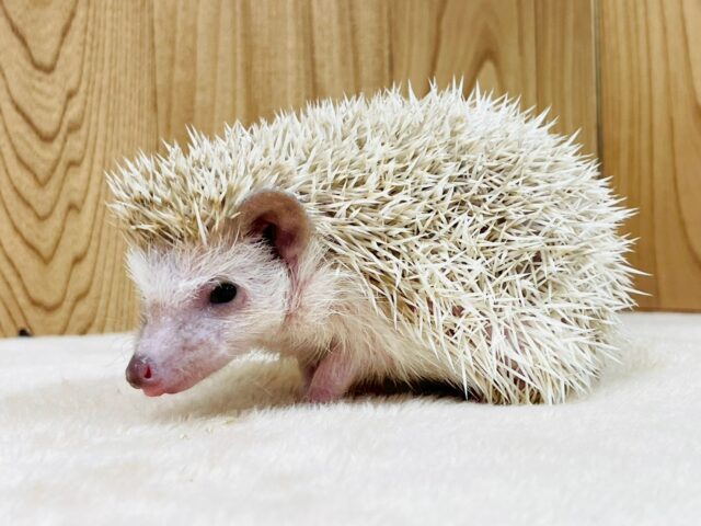ハリネズミ（ヨツユビハリネズミ）