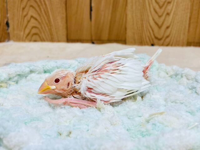 アルビノ文鳥