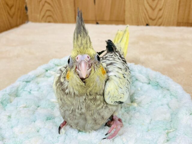 オカメインコ