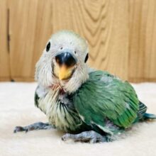 深みある綺麗なカラー‼️コザクラインコのブルーチェリーちゃん🍒(ブルーチェリー)(ヒナ)