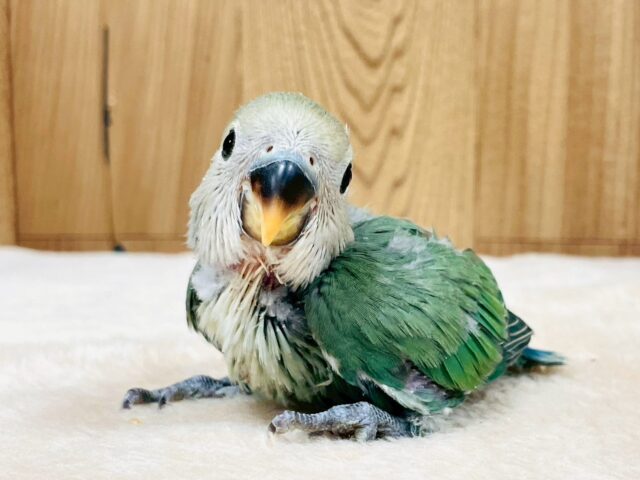 深みある綺麗なカラー‼️コザクラインコのブルーチェリーちゃん🍒(ブルーチェリー)(ヒナ)