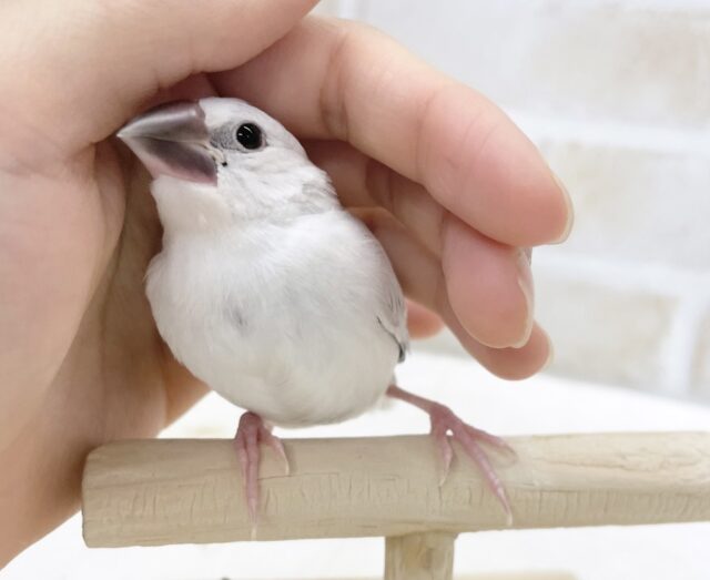 最新画像あり⭐️銀色おチビちゃん⭐︎シルバー文鳥