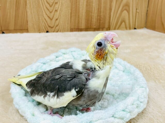 オカメインコ