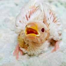 真っ白な体と赤いお目目🤍🍓(アルビノ文鳥)(ヒナ)