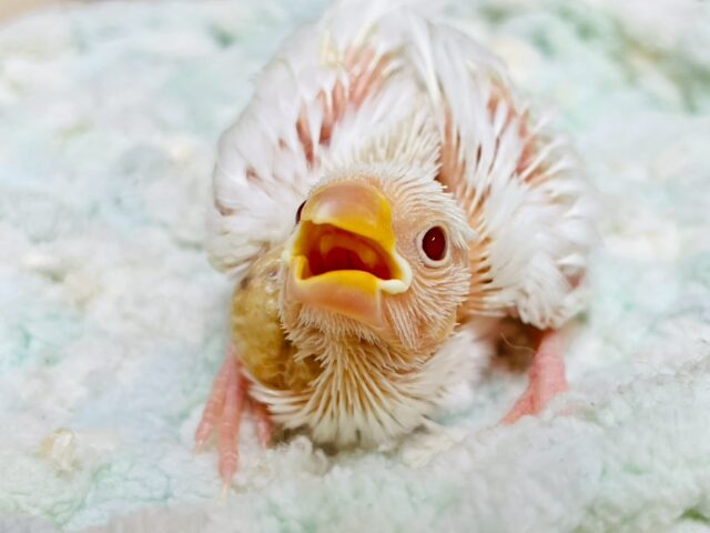 真っ白な体と赤いお目目🤍🍓(アルビノ文鳥)(ヒナ)