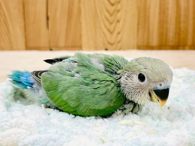 コザクラインコ（小桜インコ）