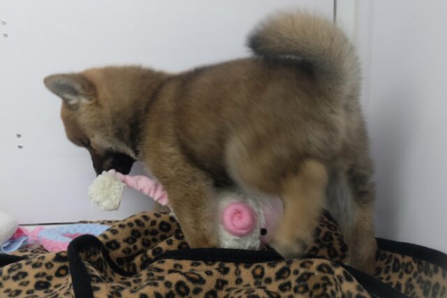柴犬