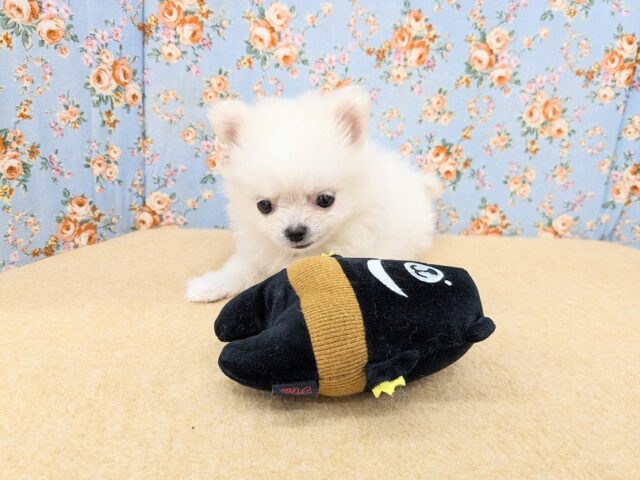 ポメチー（ポメチワ）