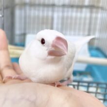 最新画像あり⭐️ルビーアイのレアカラー🩶シルバーイノ文鳥