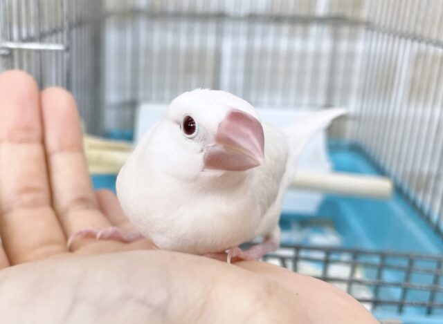 最新画像あり⭐️ルビーアイのレアカラー🩶シルバーイノ文鳥
