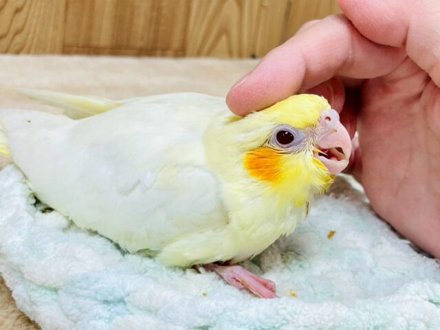 オカメインコ