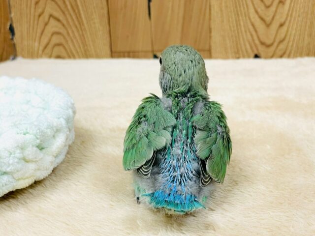 コザクラインコ（小桜インコ）