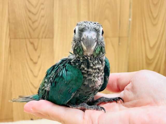 ホオミドリウロコインコ