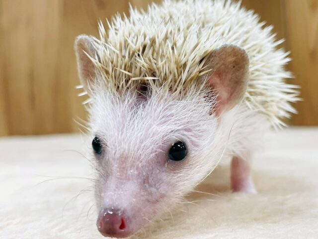 ハリネズミ（ヨツユビハリネズミ）