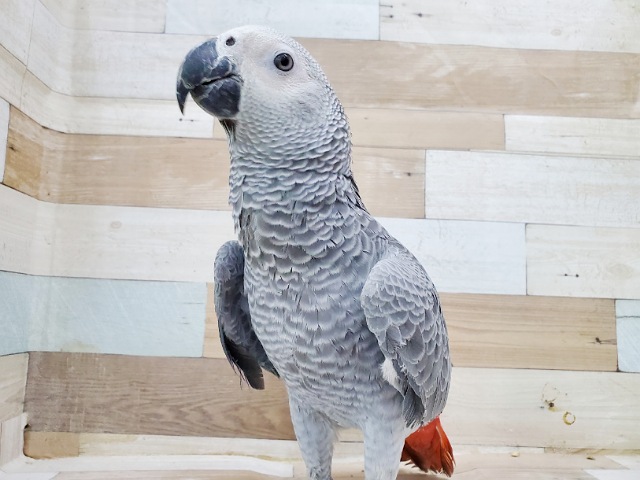 ヨウム