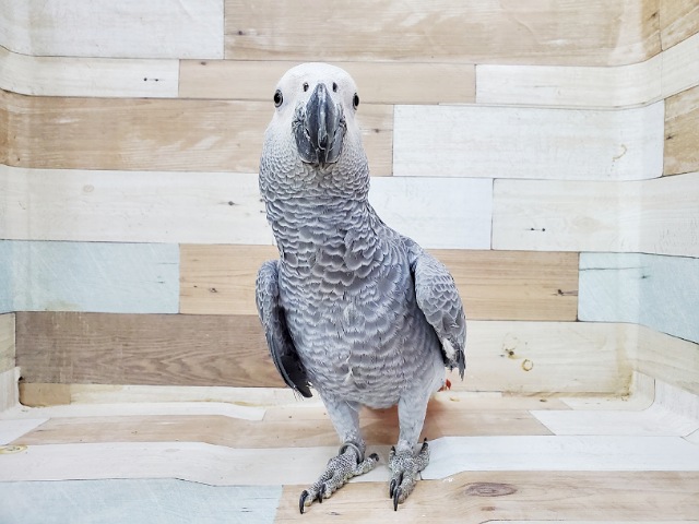 ヨウム