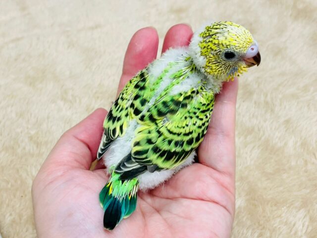セキセイインコ