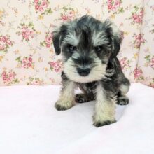 ヨチヨチ歩きのおっとり姫💗　ミニチュアシュナウザーの女のコ　2025/5/3撮影