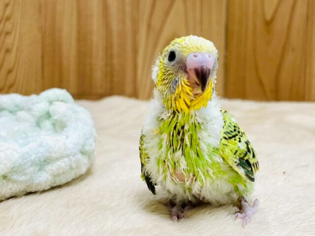 セキセイインコ