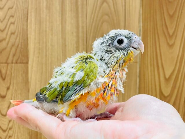 ホオミドリウロコインコ