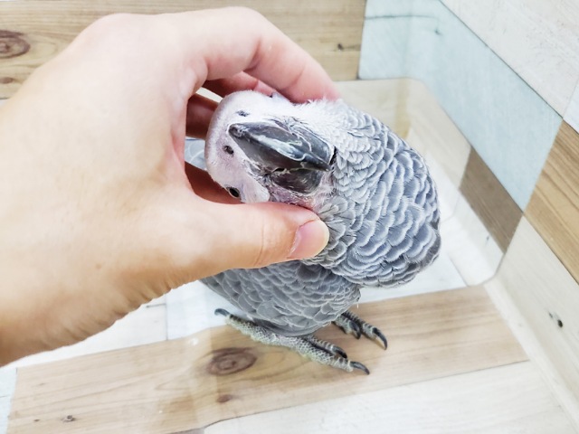 ヨウム