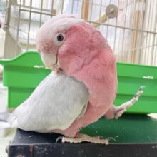 🌟最新画像🌟  かわいいおてんばモモちゃん～🍑 モモイロインコ(女の子)