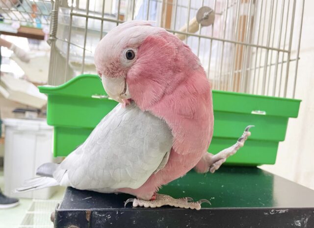 🌟最新画像🌟 かわいいおてんばモモちゃん～🍑 モモイロインコ(女の子)