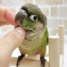 最新画像あり⭐️動画あり⭐️パッチリお目々が魅力的🥺ウロコインコ（グリーン）