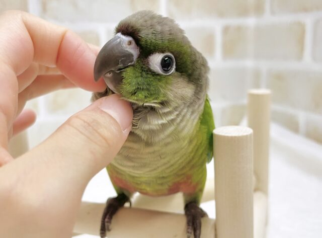 最新画像あり⭐️動画あり⭐️パッチリお目々が魅力的🥺ウロコインコ（グリーン）