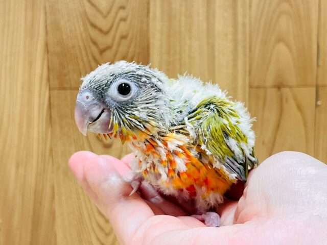 ホオミドリウロコインコ
