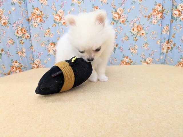 ポメチー（ポメチワ）
