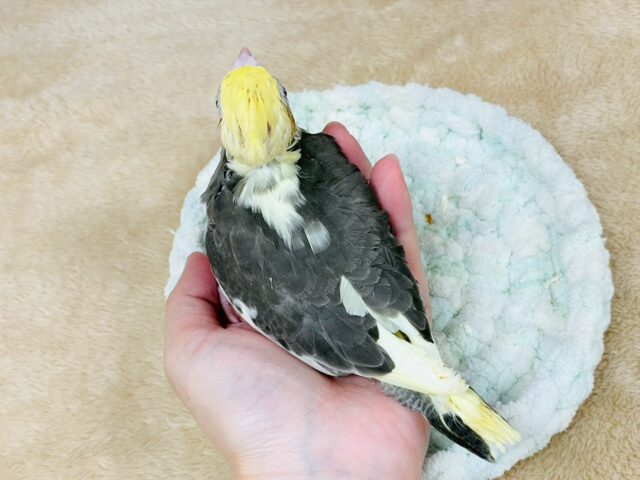 オカメインコ