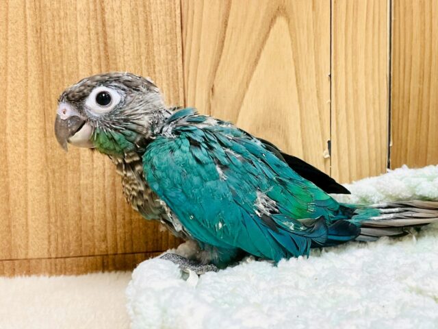 ホオミドリウロコインコ