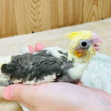 とっても甘え上手😍オカメインコのﾊﾟｲﾄﾞちゃん❣️(パイド)(ヒナ)