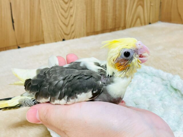 とっても甘え上手😍オカメインコのﾊﾟｲﾄﾞちゃん❣️(パイド)(ヒナ)