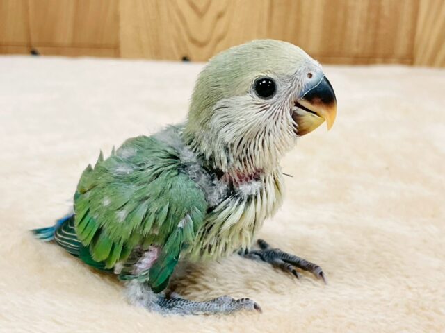 コザクラインコ（小桜インコ）