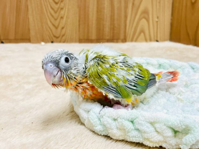 ホオミドリウロコインコ